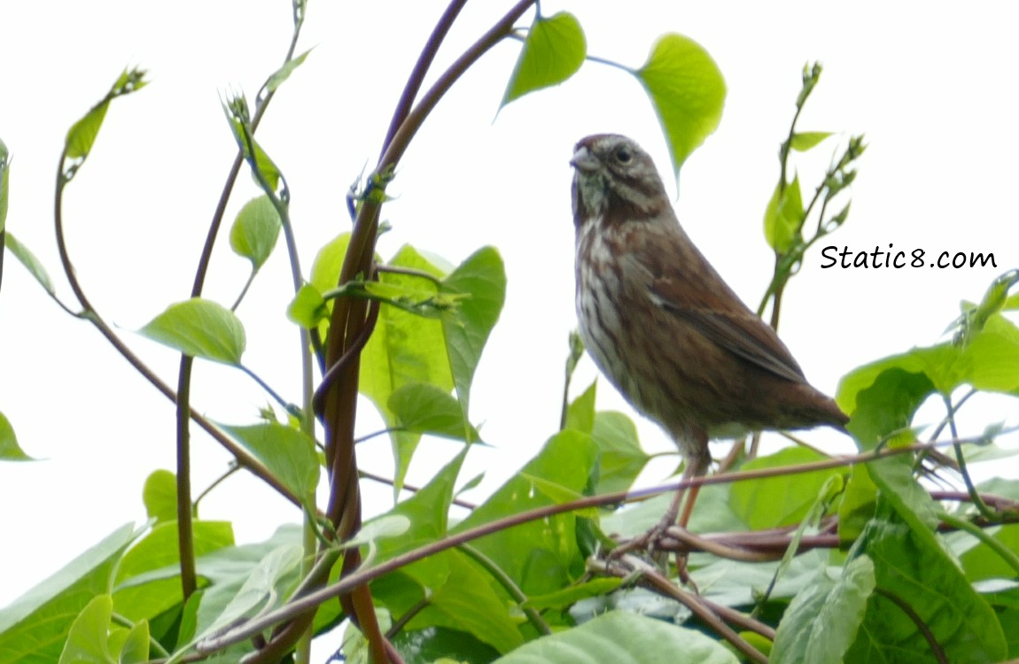 Song sparrow sitting at the top of a bean trellis
