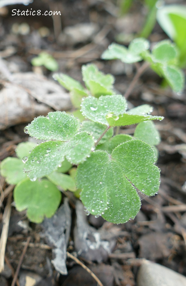 Leaves of a small Columbine plant