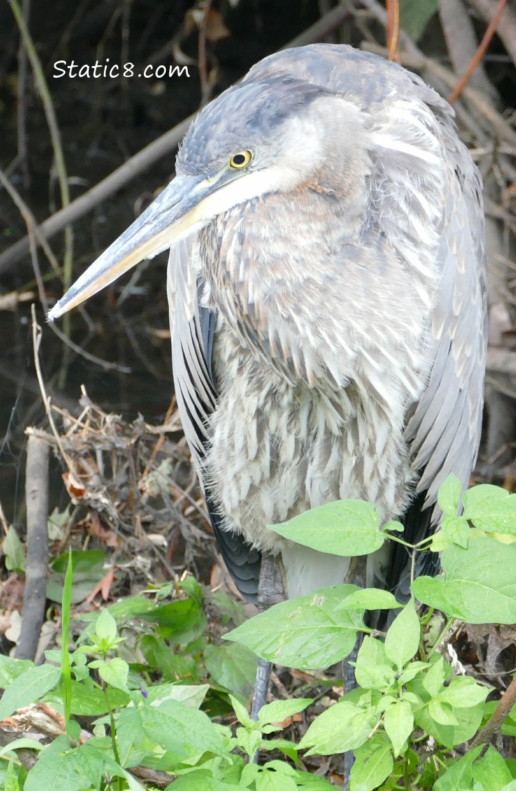 Great Blue Heron