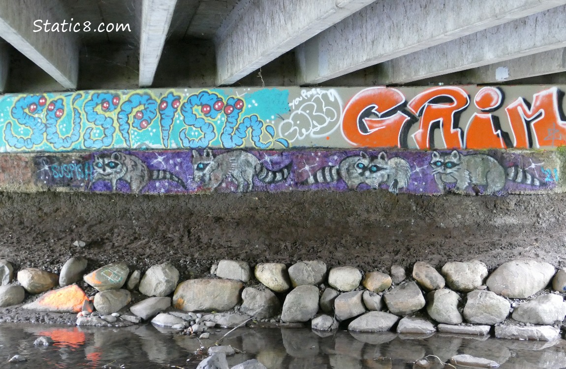 Graffiti under a bridge, tags and raccoons!