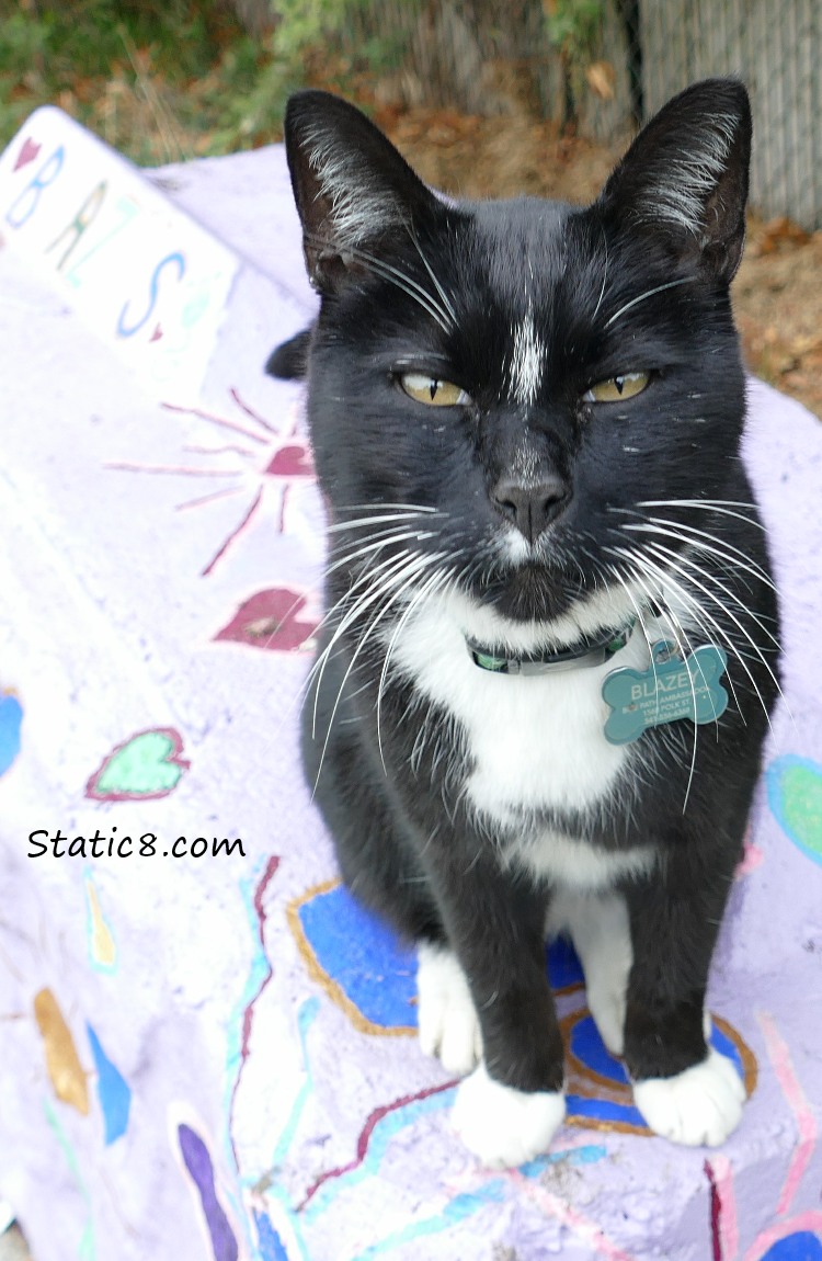 Blazey, black and white tux cat