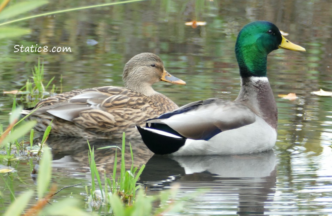 A pair of Mallard ducks in the water