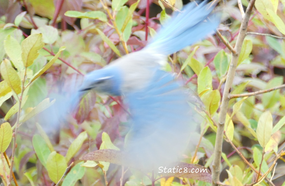 Blurry Scrub Jay, just took off from perch