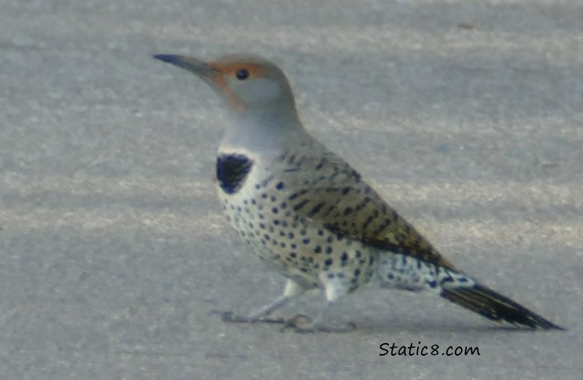 female Northern Flicker standing on the side walk