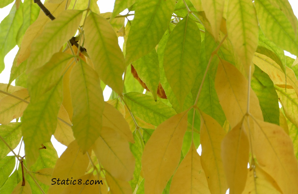 yellow and green Ash Tree leaves