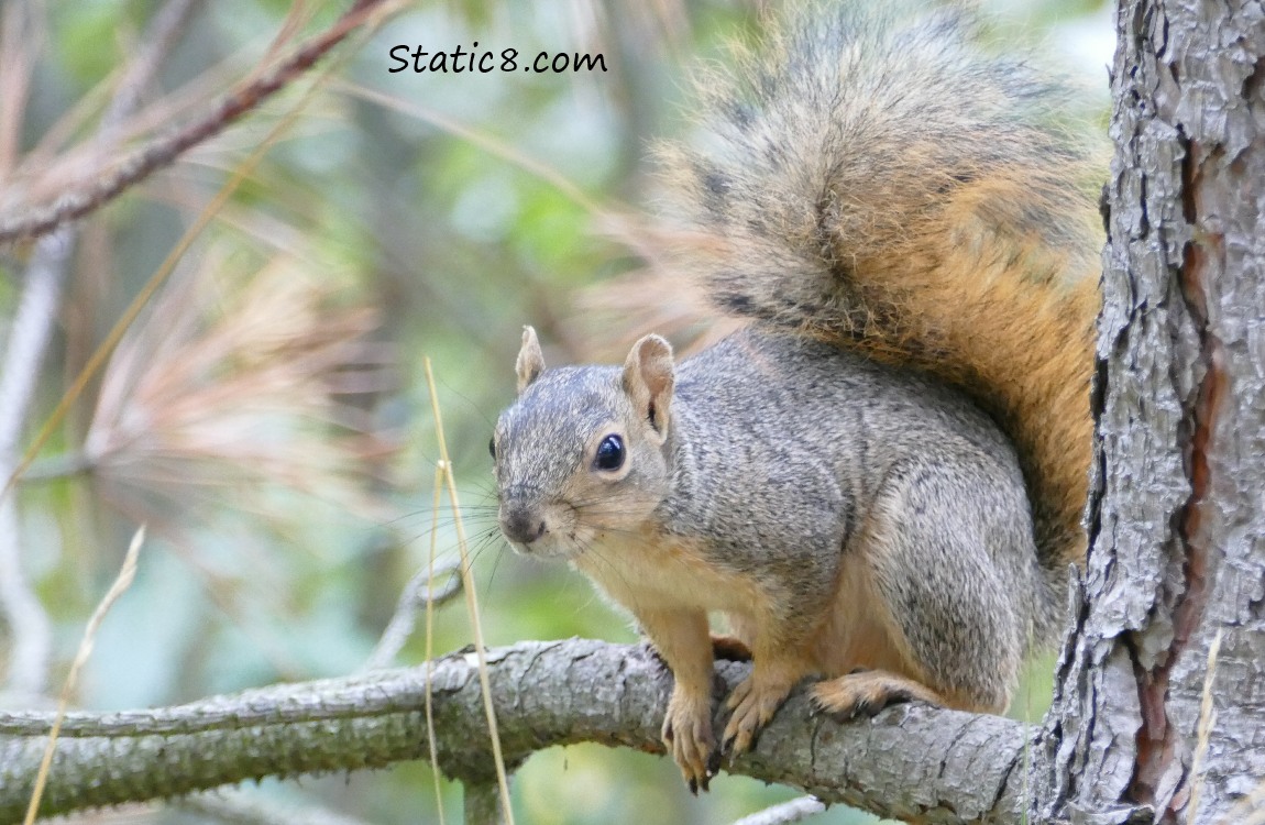 Eastern Fox Squirrel sitting on a pine tree branch