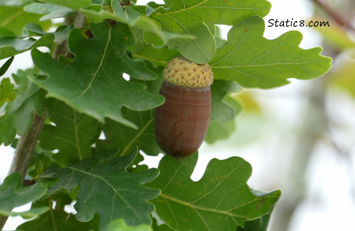 Brown acorn surrounded by green oak leaves