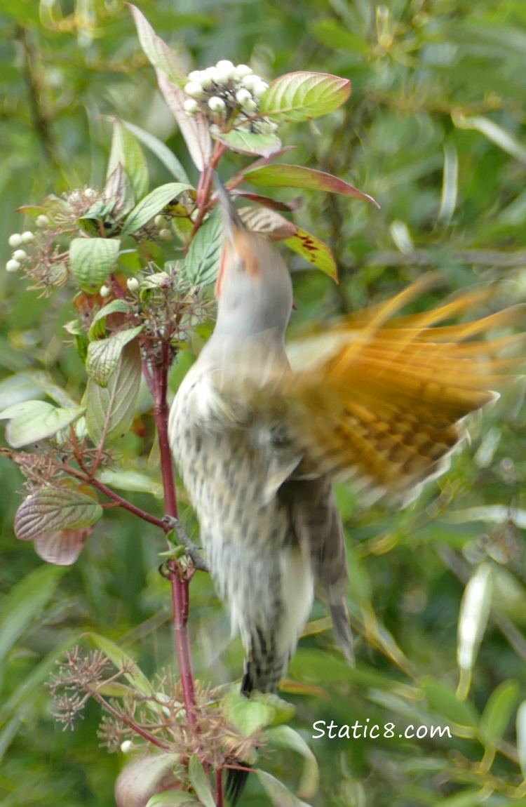 Northern Flicker flying to eat a berry