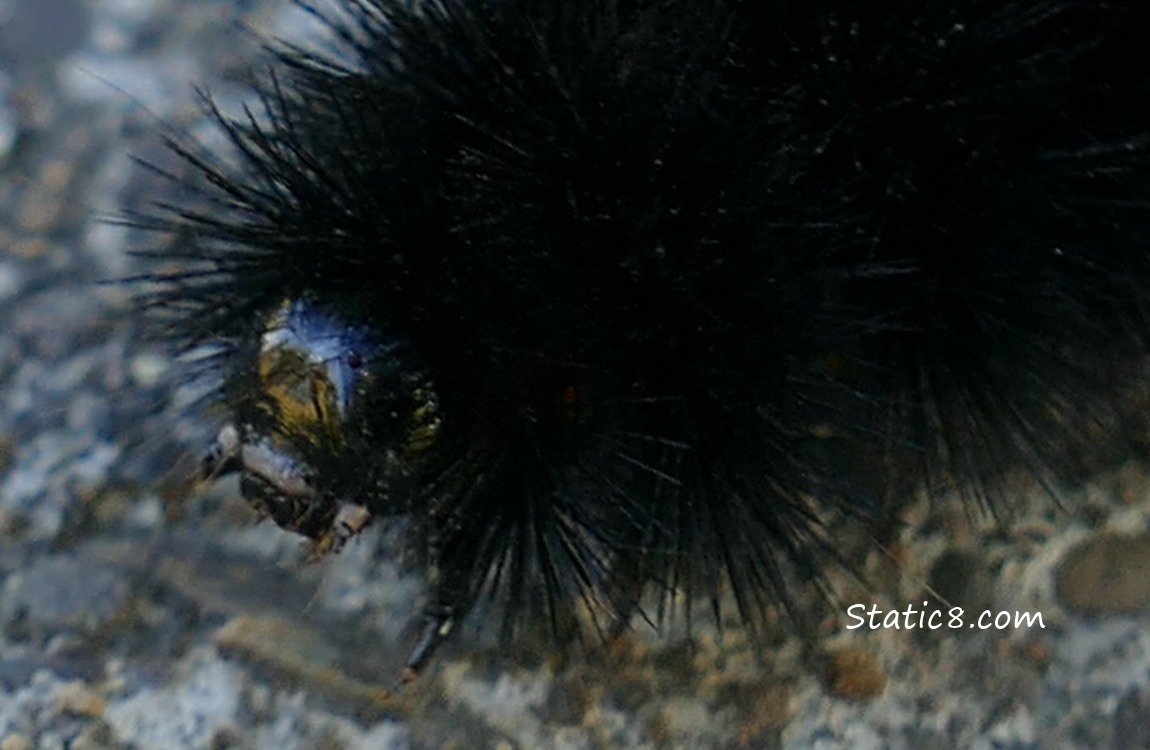 Shiny face of a Woolly Bear caterpillar