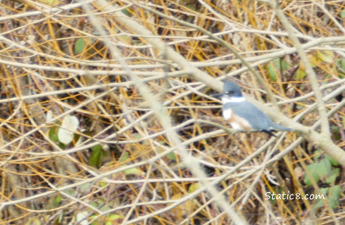 a very blurry Belted Kingfisher
