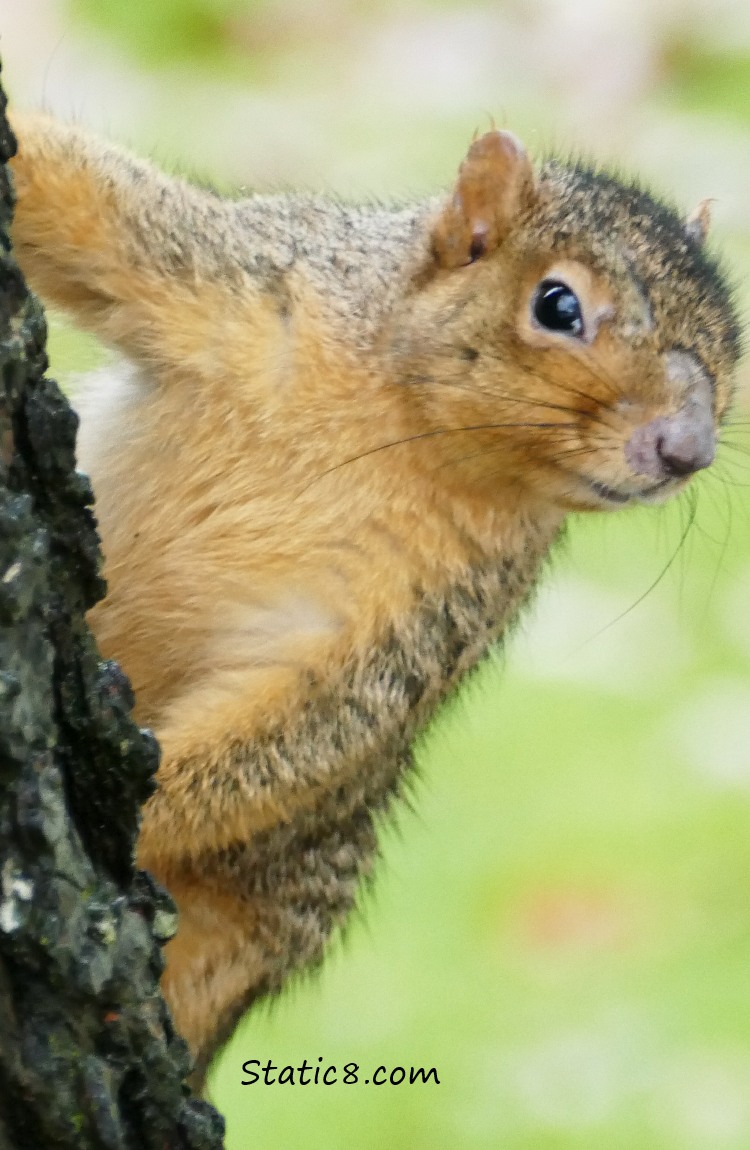 Eastern Fox Squirrel missing fur on his nose and face
