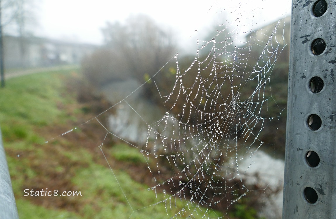 dew on a spider web, creek in the background