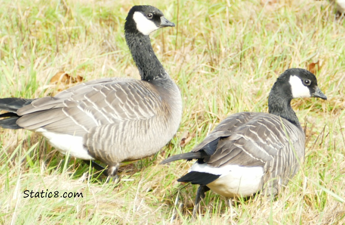 Two Cackling Geese