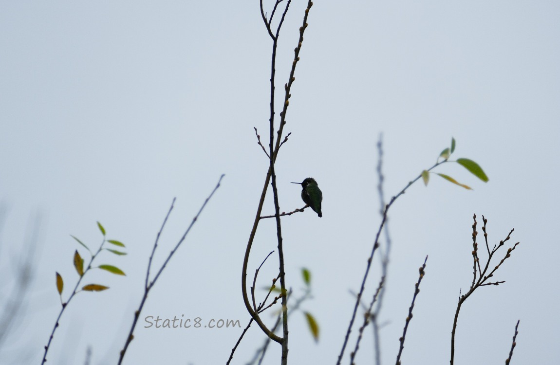 Silhoutte of an Anna Hummingbird with sparse sticks and leaves