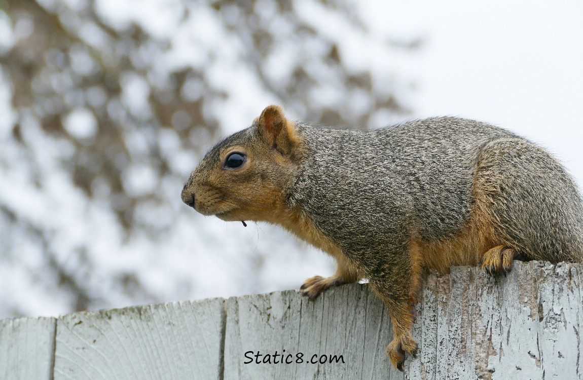 Eastern Fox Squirrel on a painted wood fence