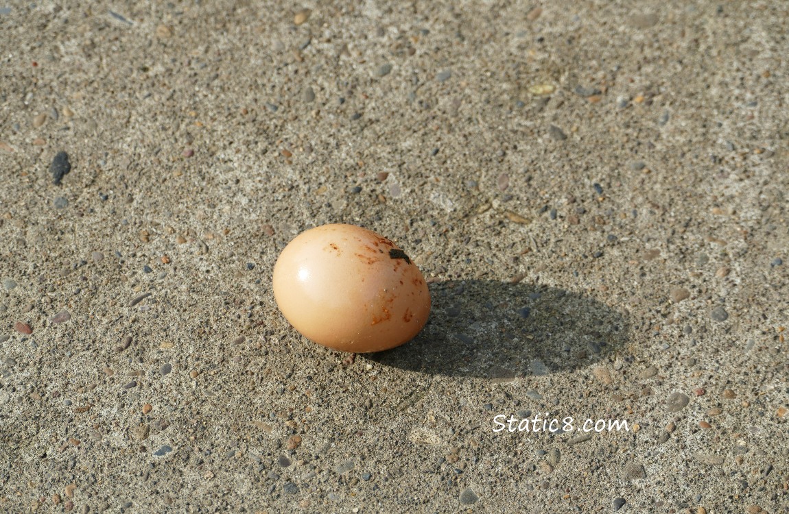 a brown egg on the bike path