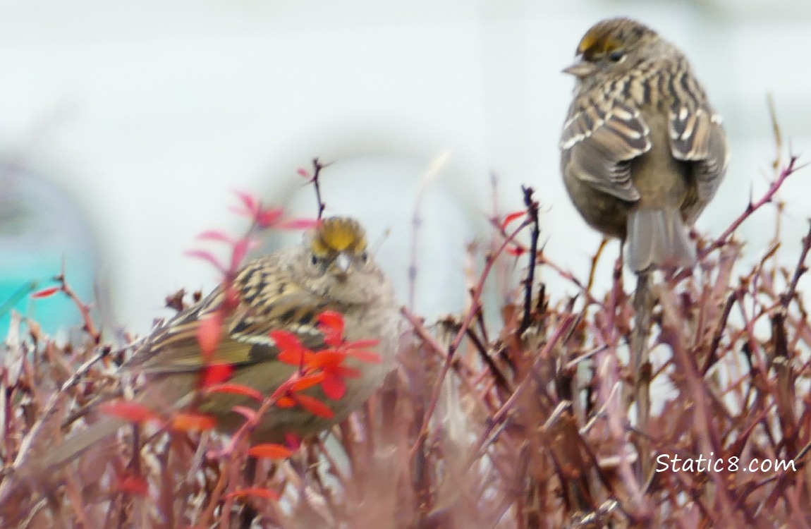 Two Golden Crowned Sparrows in a bush