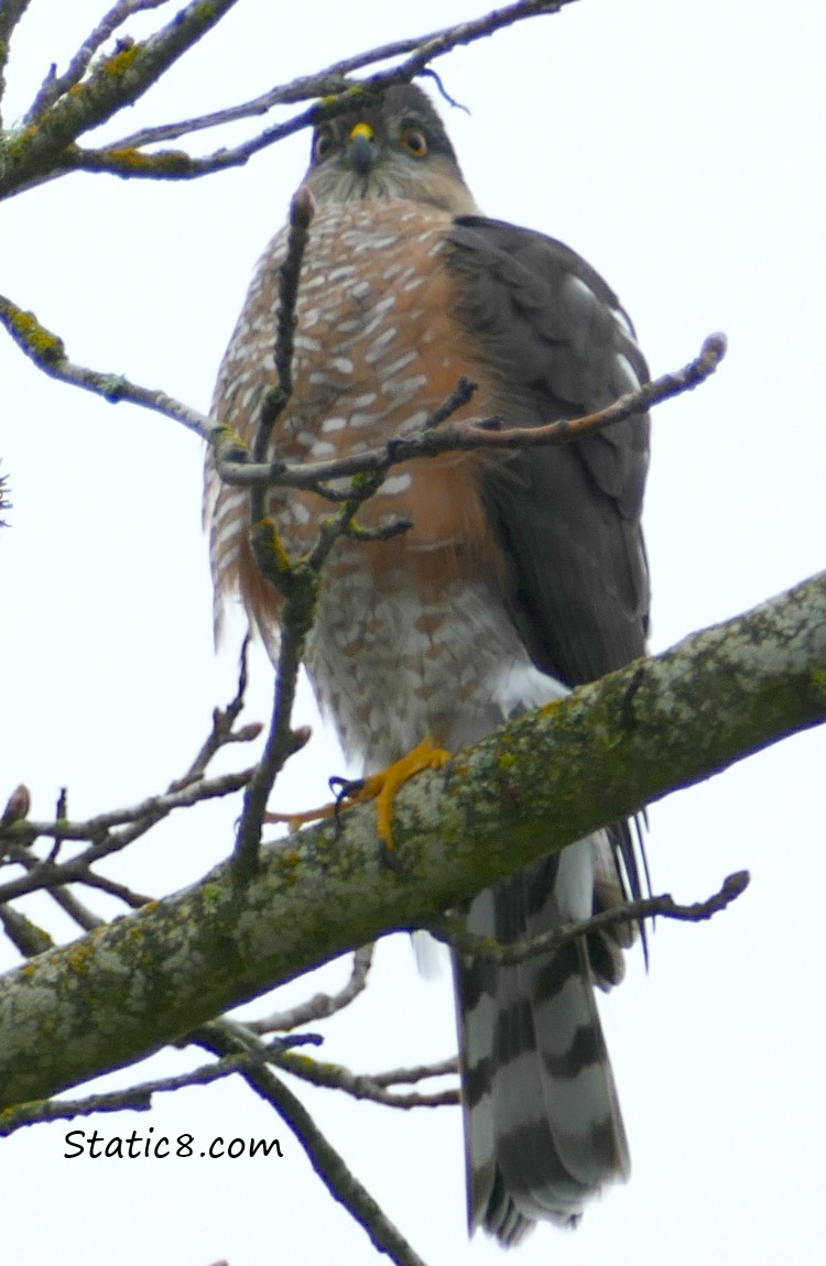 Juvenile Cooper Hawk up in a tree