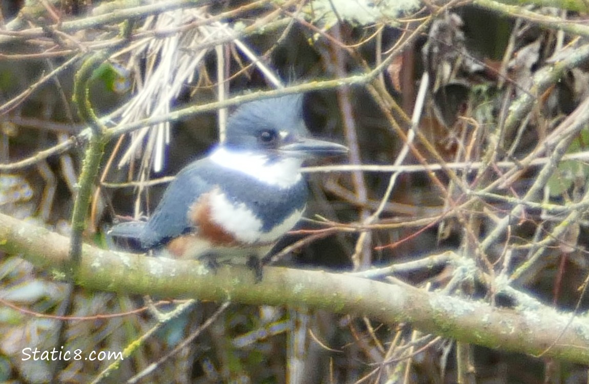 A female Belted Kingfisher stands on a branch