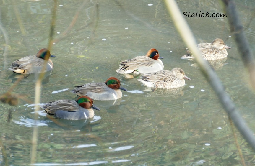 group of male and female teals in the water