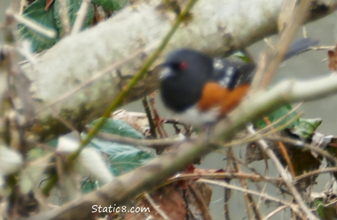 Blurry photo of a Towhee