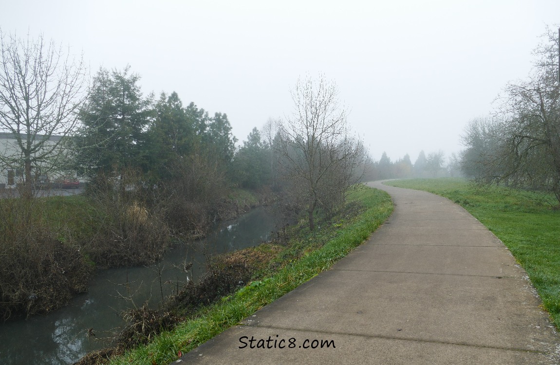 creek, trees, bike path in the fog
