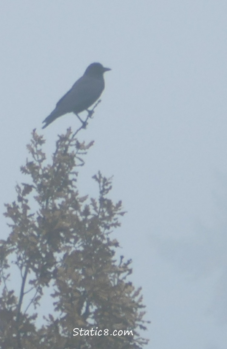crow on a tree in the distance