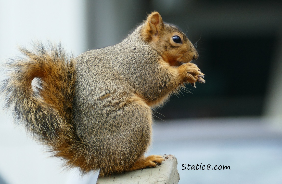 Eastern Fox Squirrel, eating a peanut