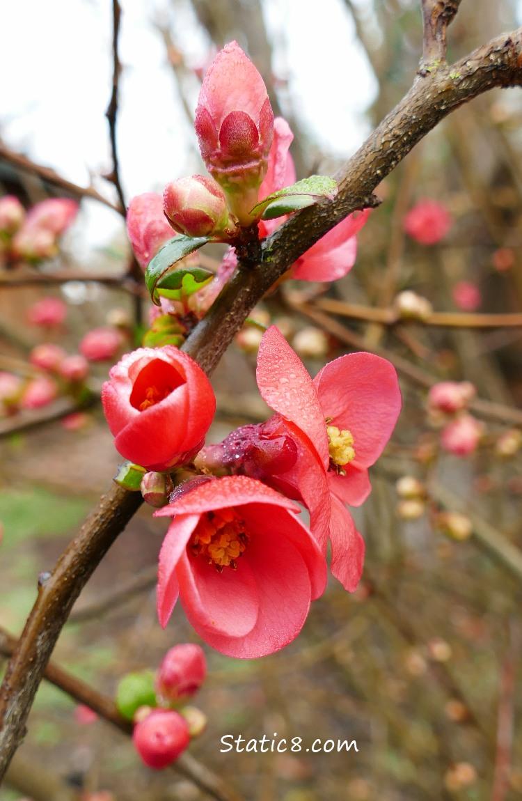 Bright pink Flowering Quince