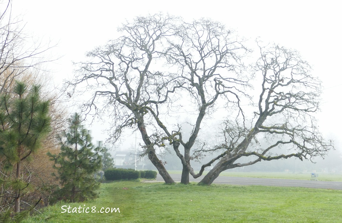 bare oak tree in the fog