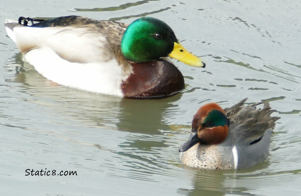 Male Mallard and a male Green Winged Teal