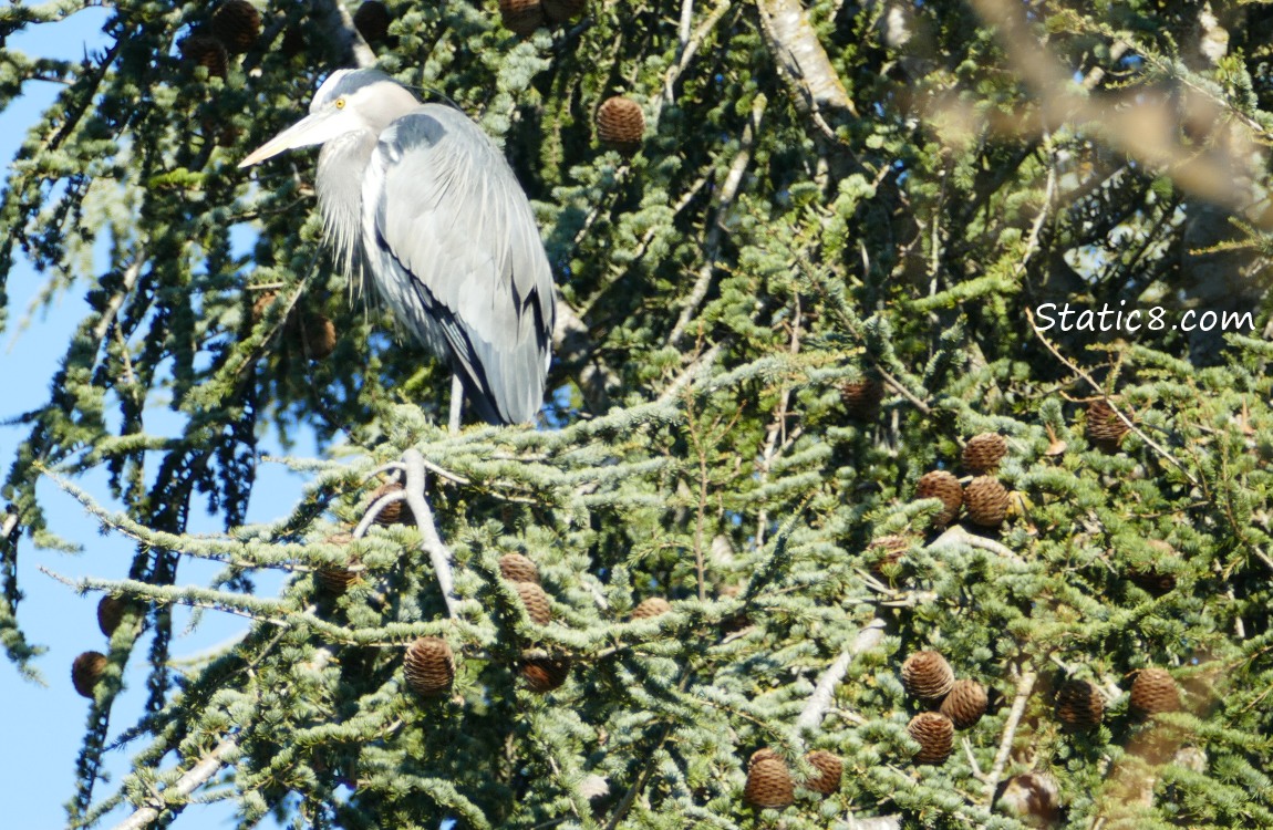 Great Blue Heron in a fir tree