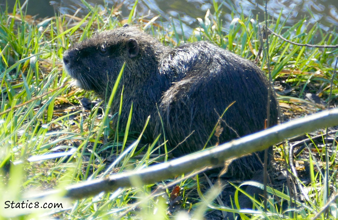 Nutria in the grass near the creek