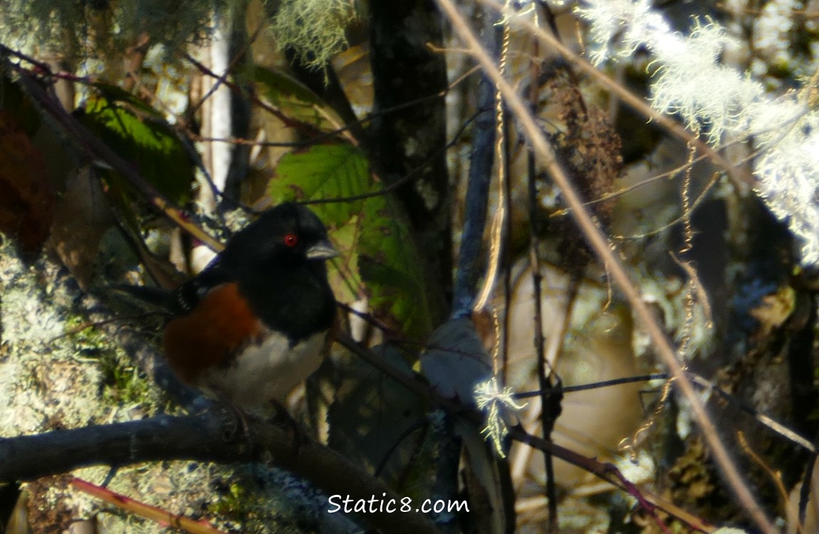 A Spotted Towhee hiding in the dark