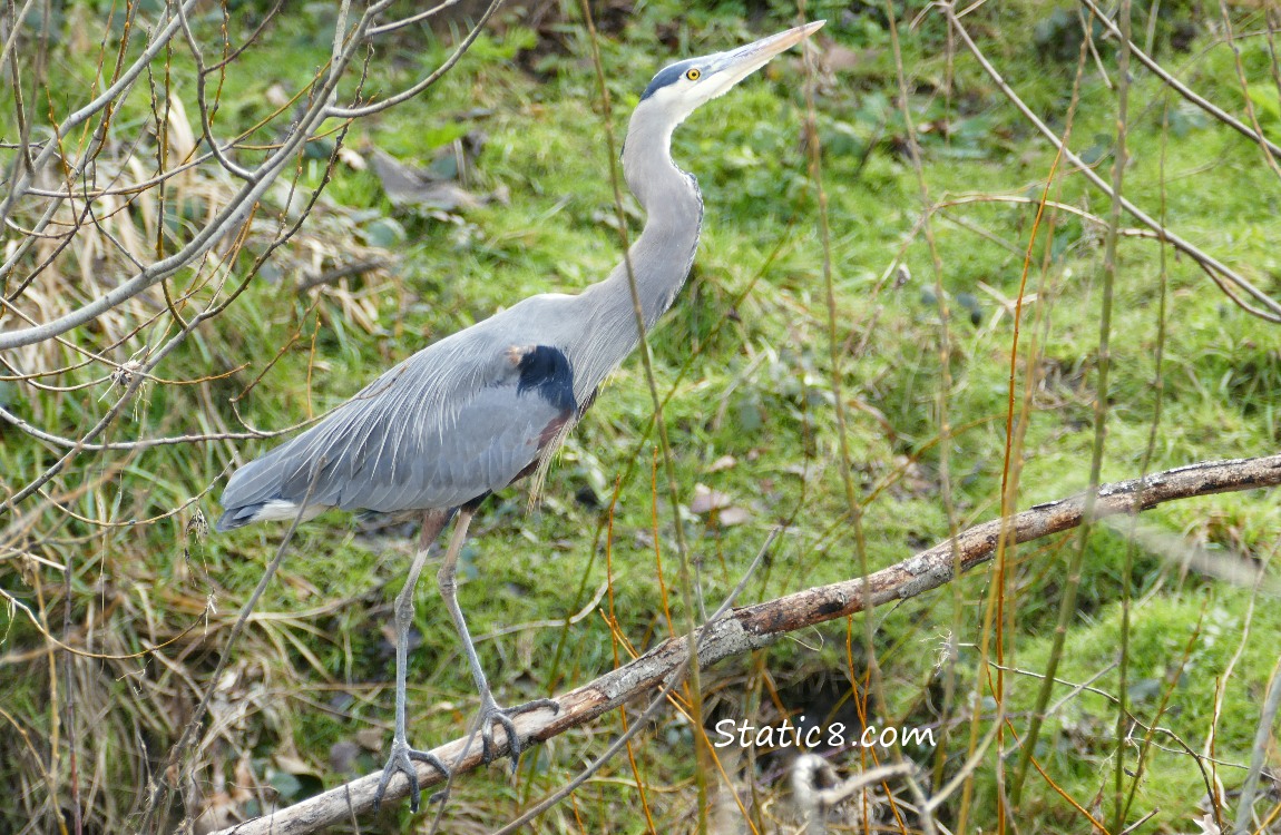 Great Blue Heron, looking up