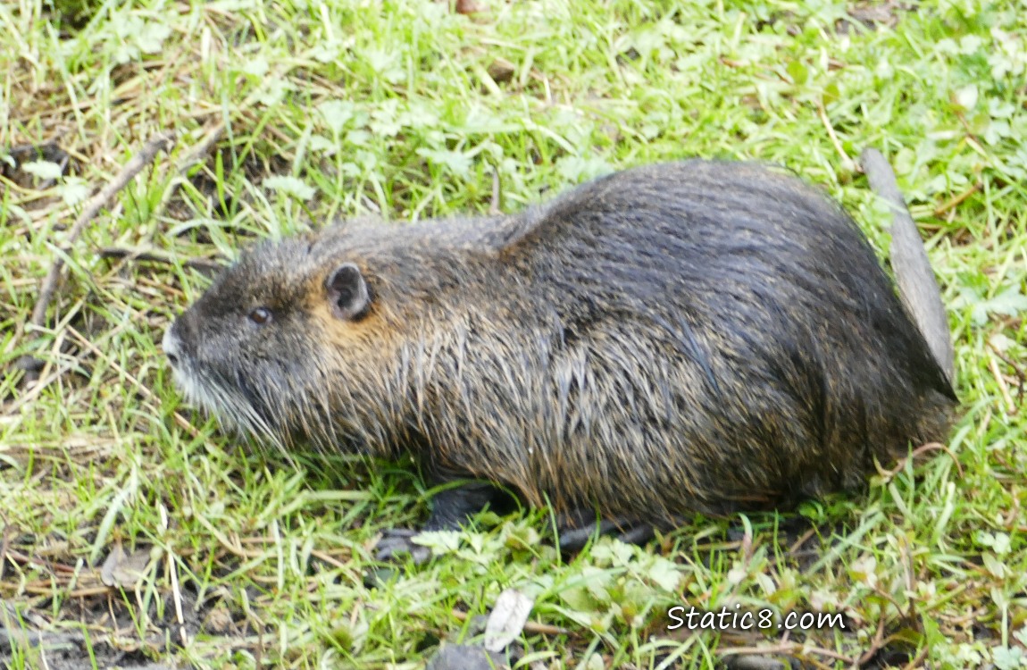 Nutria in the grass