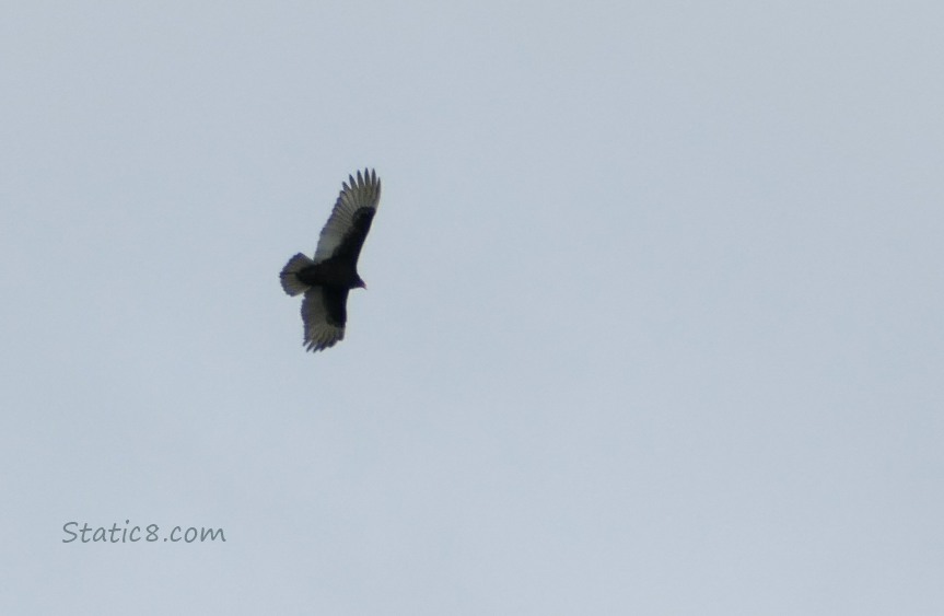 Soaring Turkey Vulture