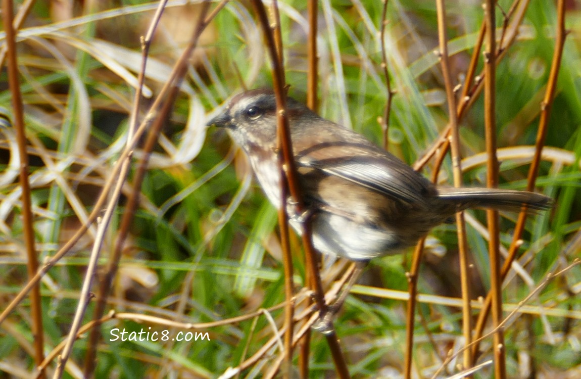 Song Sparrow standing on a stick