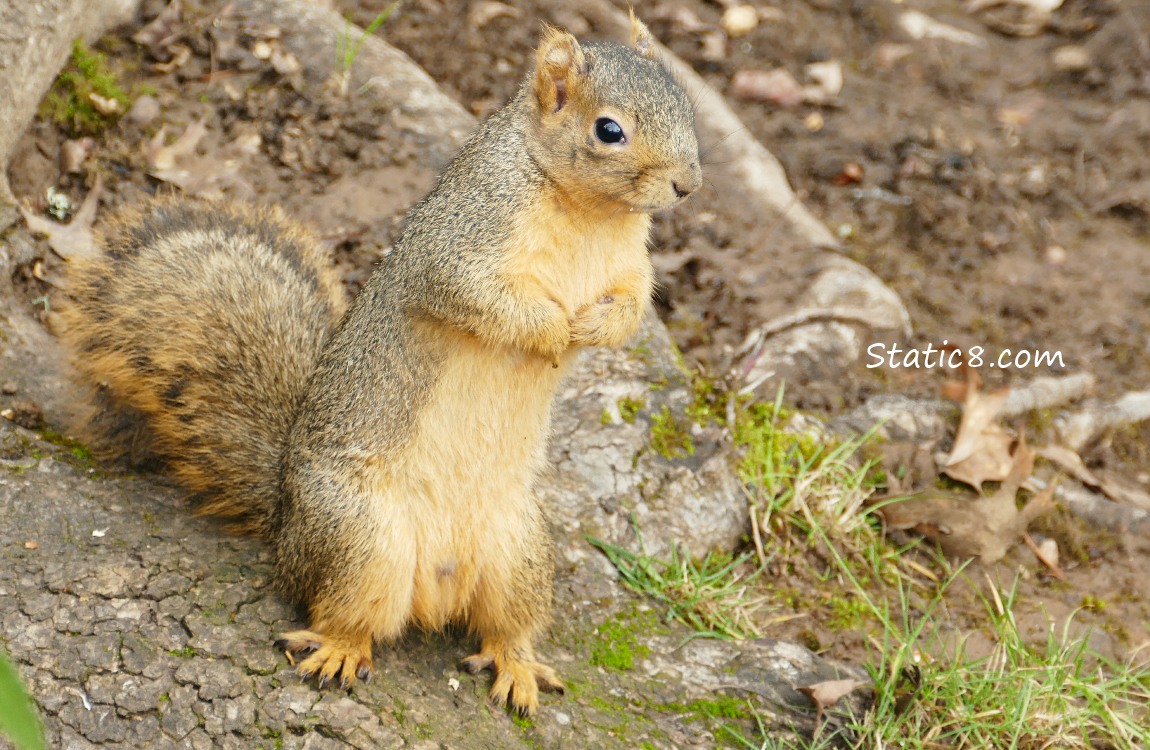 Eastern Fox Squirrel