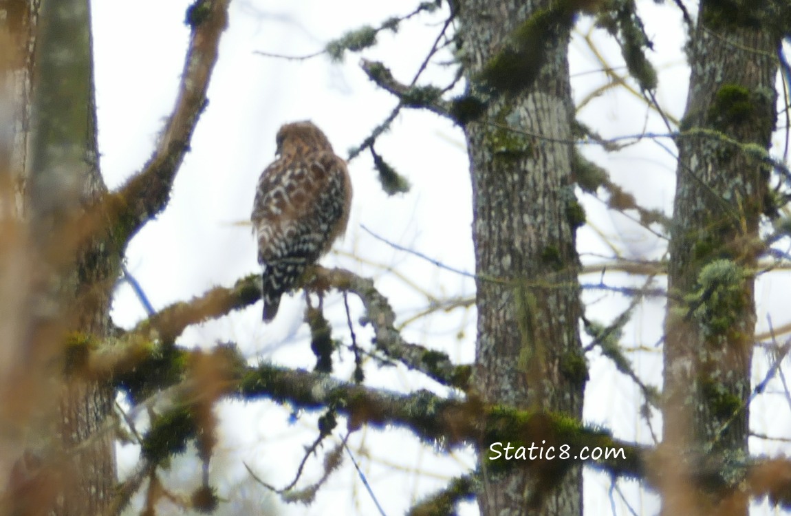 Red Shouldered Hawk