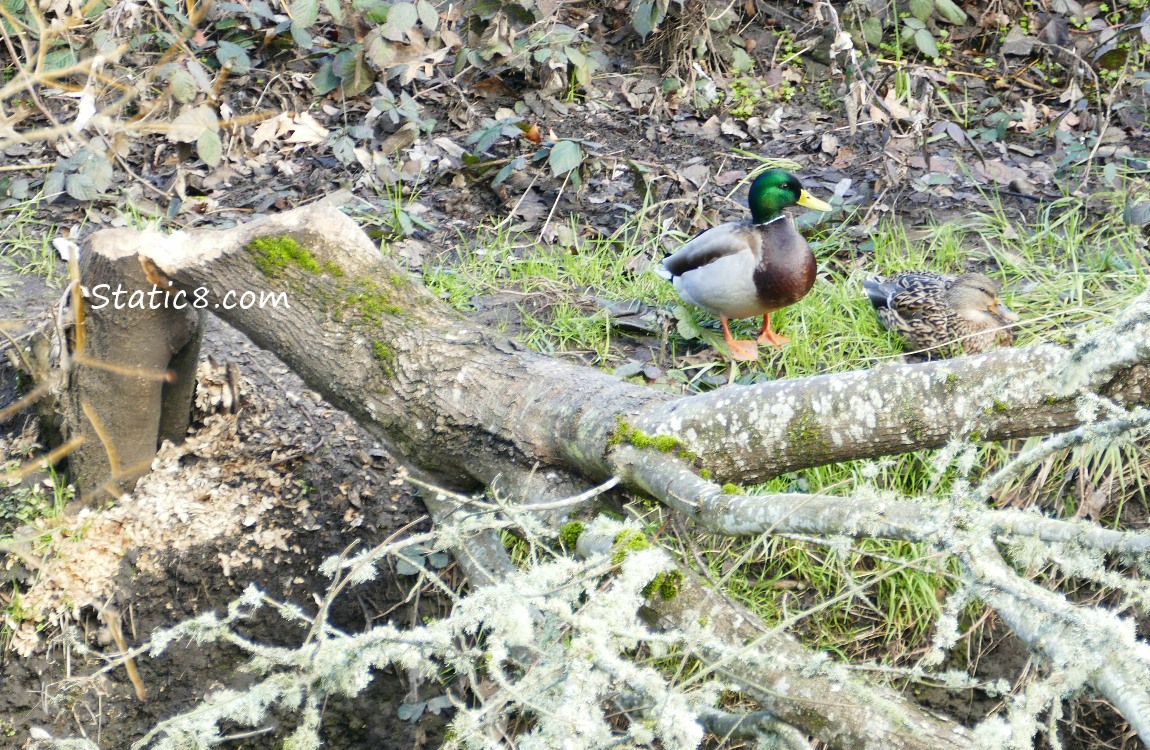 a pair of Mallards and a downed tree