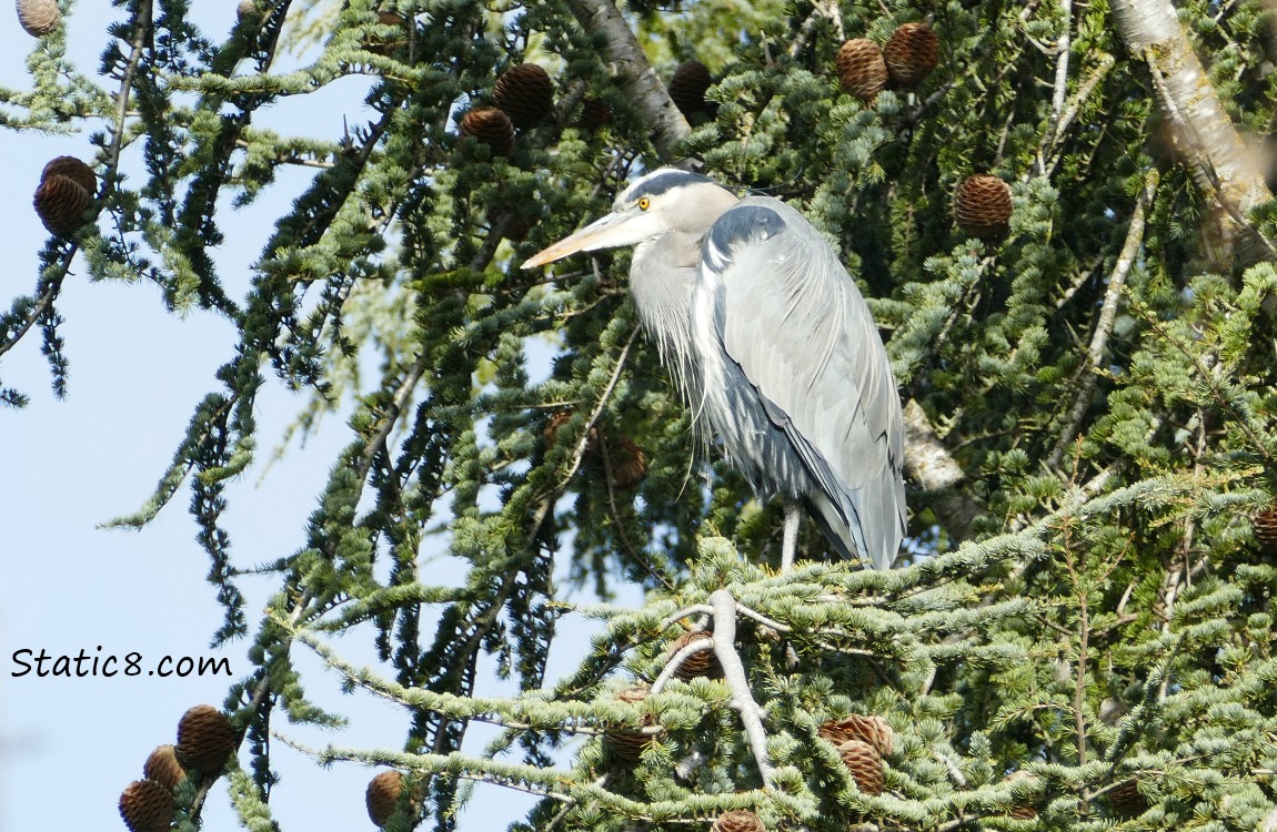 Great Blue Heron in a fir tree