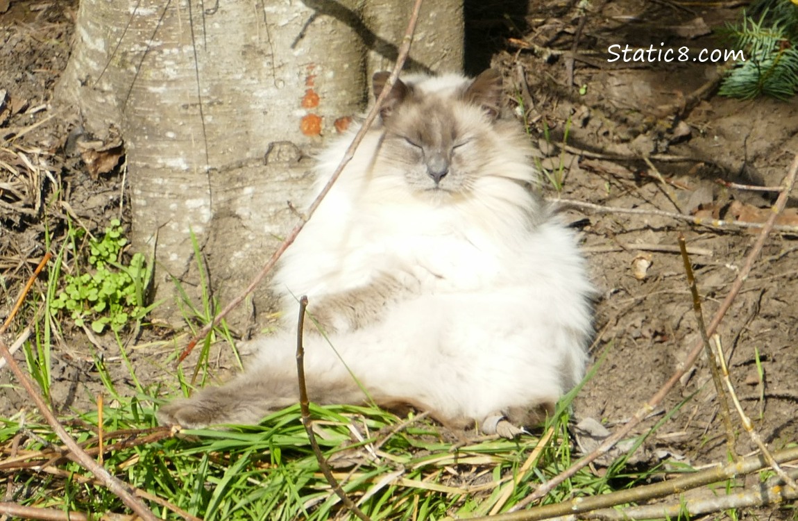 A long-hair Siamese type cat with eyes closed in the sun