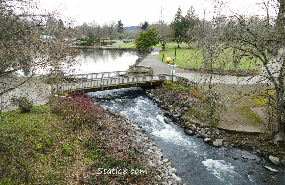 Looking down into Alton Baker park from the walking bridge