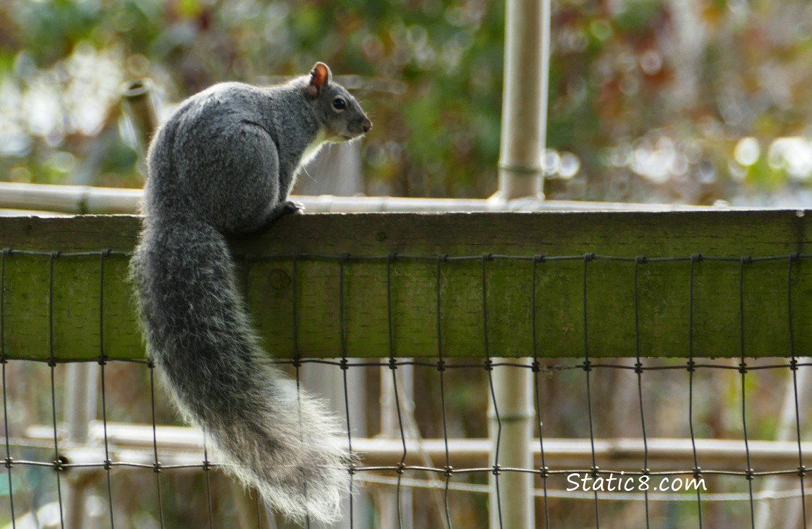 Western Grey Squirrel on a fence