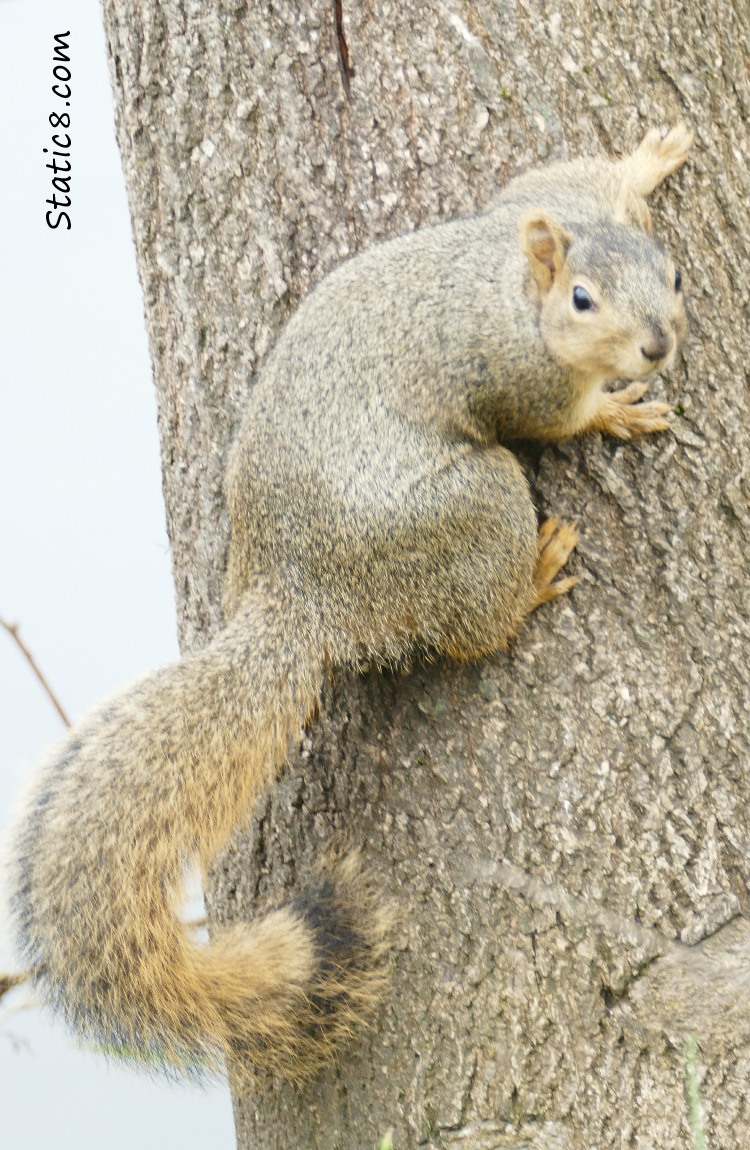 Easter Fox Squirrel on a tree trunk