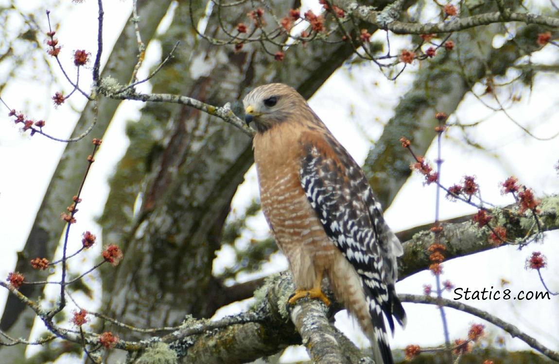 Red Shoulder Hawk in a tree