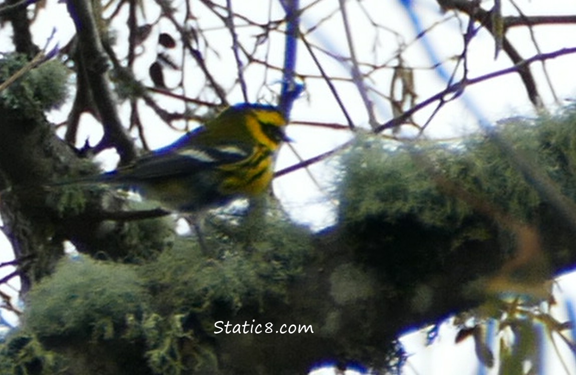 blurry Townsend Warbler