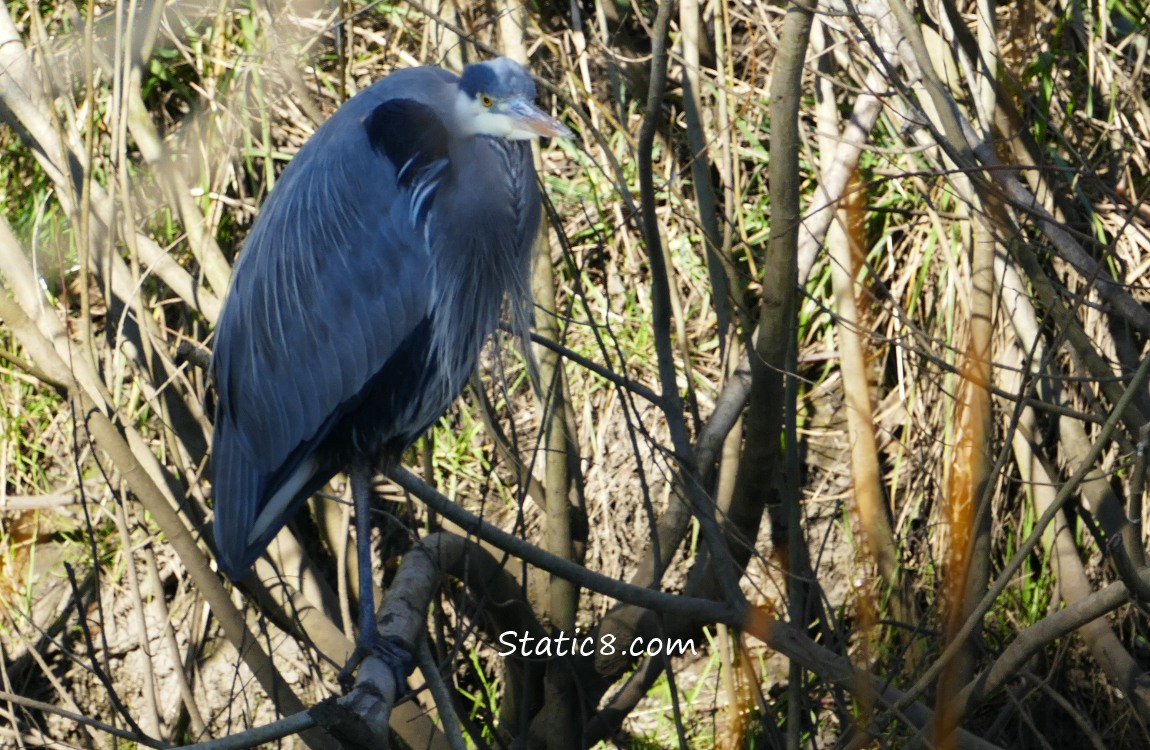 Great Blue Heron, standing in shadow