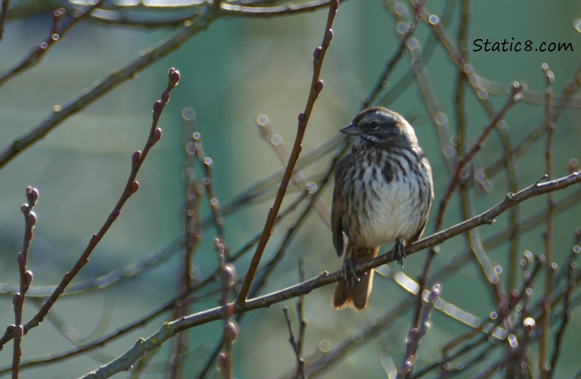 Song Sparrow